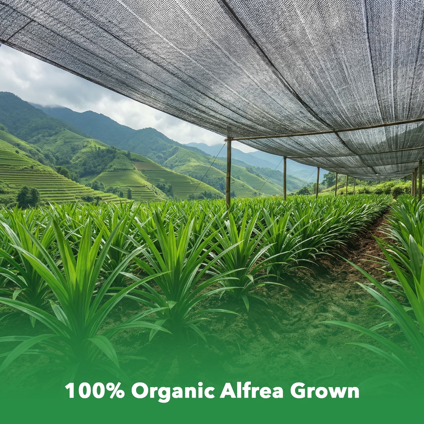 Alfrea™ Pandan